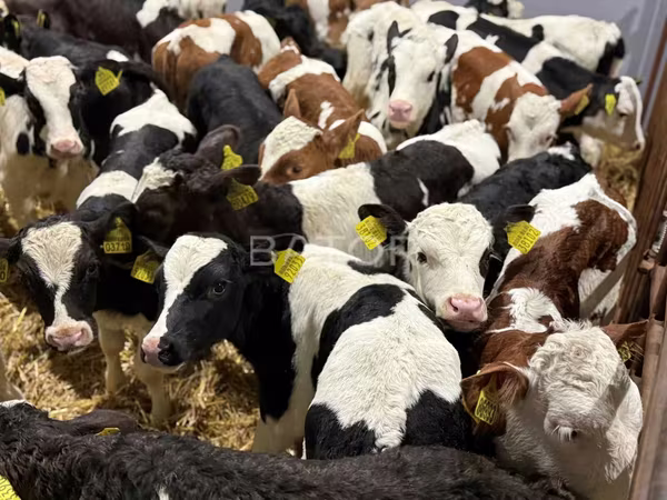 Bulle, Simmental cattle — Polen