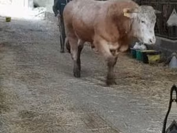 Bulle, Blonde d’Aquitane cattle