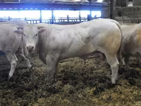 Bulle, Blonde d’Aquitane cattle — Foto 5