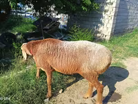 Ram, Agin sheep — photo 1