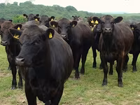 İnek, Simmental cattle — foto 5