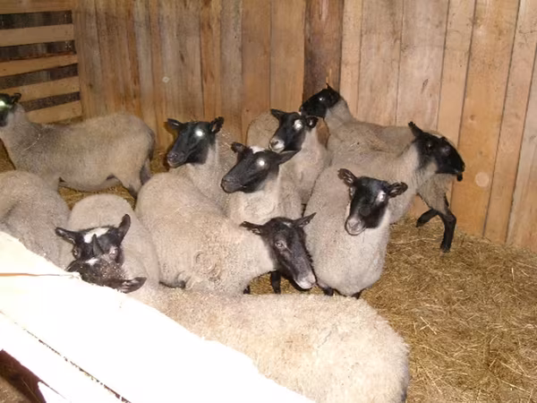 Schaf, Romanov sheep