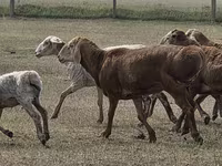 Baran, Hissar sheep — zdjęcie 5