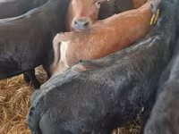 Bulle, Limousin-Kuh — Foto 6