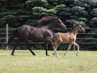 Aygır, Rocky Mountain Horse — foto 2