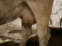 بقرة, Ukrainian Brown Dairy Cattle — الصورة 5