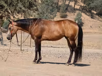 Koń, Quarter Horse — zdjęcie 8