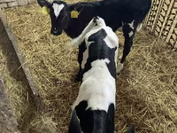 Kuh, Holstein-Rasse — Foto 3