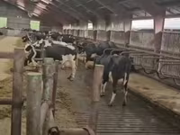 Kuh, Holstein-Rasse — Foto 2