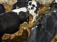 Bulle, Holstein-Rasse — Foto 3