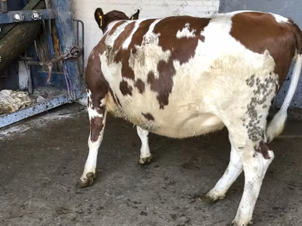 İnek, Holstein ırkı