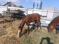 Mare, Thoroughbred horse — photo 3