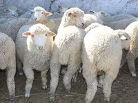 Widder, Kuibyshev sheep — Foto 2