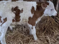 Bulle, Simmental cattle — Foto 1