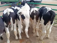 Boğa, Holstein ırkı — foto 2