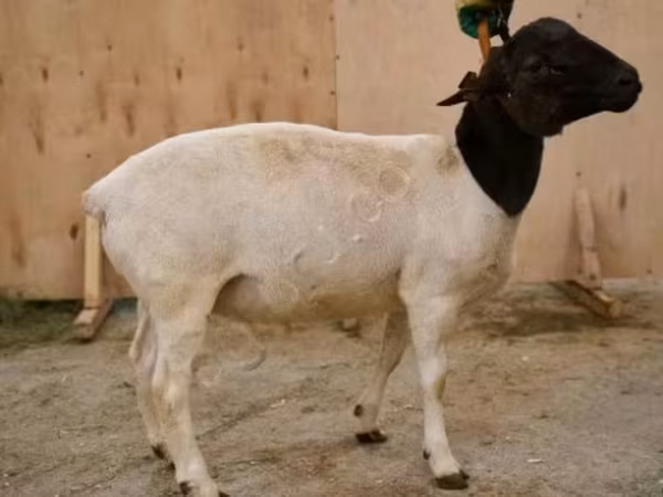 Baran, Dorper sheep
