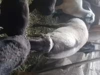 Widder, Rhon sheep — Foto 4