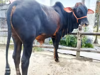 Cow, Cattle — photo 3