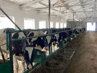 Kuh, Holstein-Rasse — Foto 5