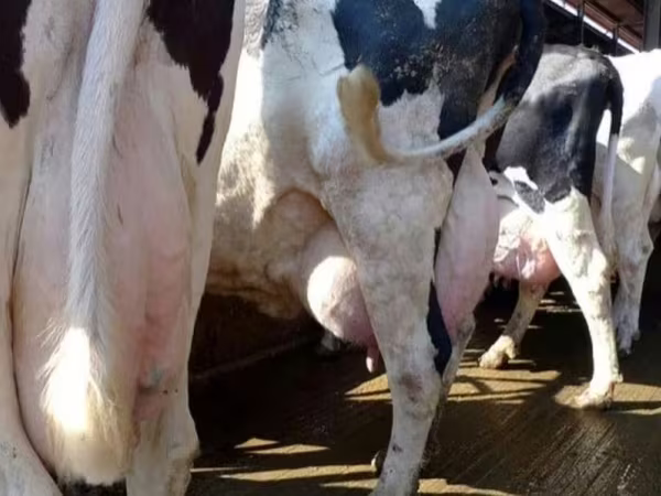 Krowa, Swiss cattle