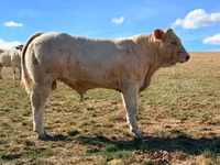 Bulle, Charolais cattle — Foto 2