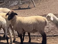 Baran, Hampshire sheep — zdjęcie 1