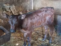 母牛, Limousin cow — 照片 1