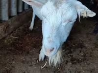 Ziege, Saanen goat — Foto 3