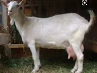 Cabro, Saanen goat — foto 3