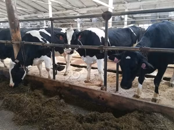 بقرة, Swiss cattle