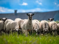 Baran, Romanov sheep — zdjęcie 3