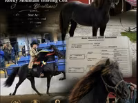 Koń, Rocky Mountain Horse — zdjęcie 1