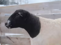 Widder, Dorper sheep — Foto 3