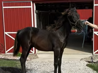 Koń, Rocky Mountain Horse — zdjęcie 6