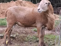 Widder, Katum sheep — Foto 2