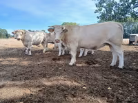 Kuh, Charolais cattle — Foto 6