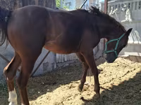 Aygır, Arabian horse — foto 8