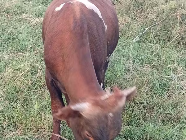 Бык, Коровы