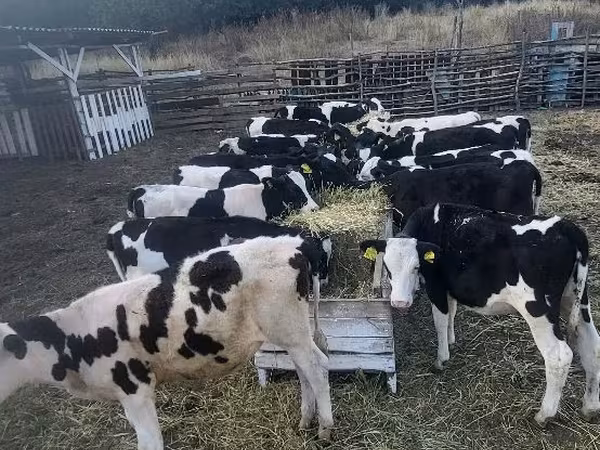Vaca, Ganado vacuno