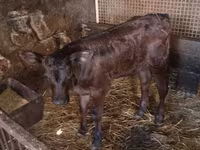 母牛, Limousin cow — 照片 5