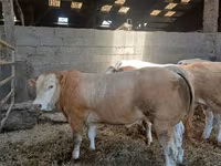 Bulle, Blonde d’Aquitane cattle — Foto 3
