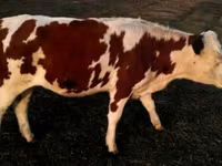 Bulle, Swiss cattle — Foto 3