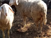 Koç, Assaf sheep — foto 5