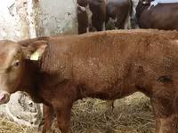 ثور, Simmental cattle — الصورة 3
