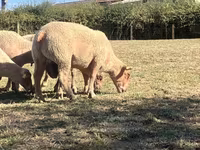 Widder, Charollais sheep — Foto 3