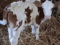 Bulle, Simmental cattle — Foto 5