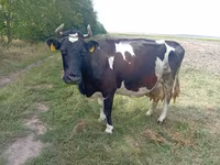 Cow, Cattle — photo 2