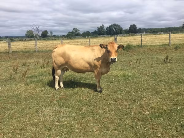 Vaca, Partenaise cattle