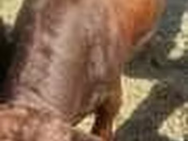 Vaca, Ganado vacuno