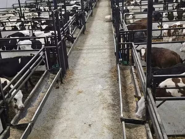 Bulle, Holstein-Rasse